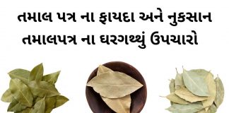 Tamal Patra na fayda in Gujarati - Bay Leaf benefits in Gujarati - તમાલ પત્ર ના ફાયદા