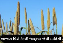 Bajra ni mahiti - Bajra na fayda in Gujarati - બાજરા ના ફાયદા - બાજરી ના ફાયદા - bajri na fayda - બાજરી ખાવાના ફાયદા - bajri khavana fayda