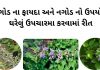 નગોડ ના ફાયદા - નગોડ નો ઉપયોગ - Nagod na fayda - Nagod no upyog - nagod tree benefits in gujarati